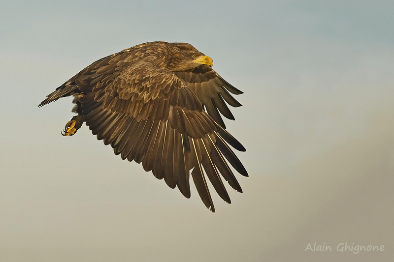 Aquila di mare dal Parco Naturale di Hotobagy